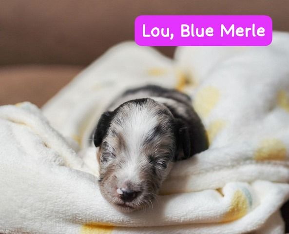 Zauberhafte Mini Australian Sheperds