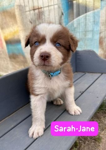 Süße Australian Shepherd-Welpen suchen ab 23.06.2026 ein Zuhause