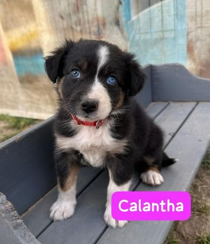 Süße Australian Shepherd-Welpen suchen ab 23.06.2026 ein Zuhause