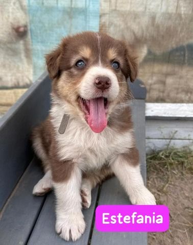 Süße Australian Shepherd-Welpen suchen ab 23.06.2026 ein Zuhause