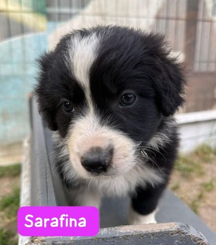 Süße Australian Shepherd-Welpen suchen ab 23.06.2026 ein Zuhause