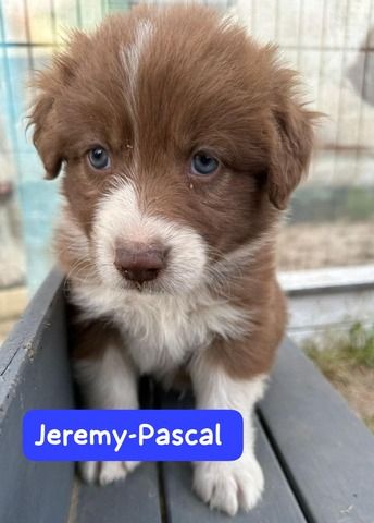 Süße Australian Shepherd-Welpen suchen ab 23.06.2026 ein Zuhause