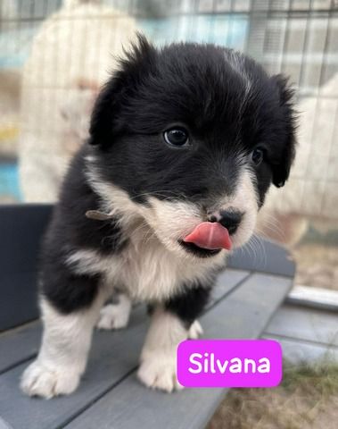 Süße Australian Shepherd-Welpen suchen ab 23.06.2026 ein Zuhause