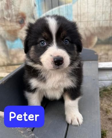 Süße Australian Shepherd-Welpen suchen ab 23.06.2026 ein Zuhause