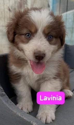 Süße Australian Shepherd-Welpen suchen ab 23.06.2026 ein Zuhause