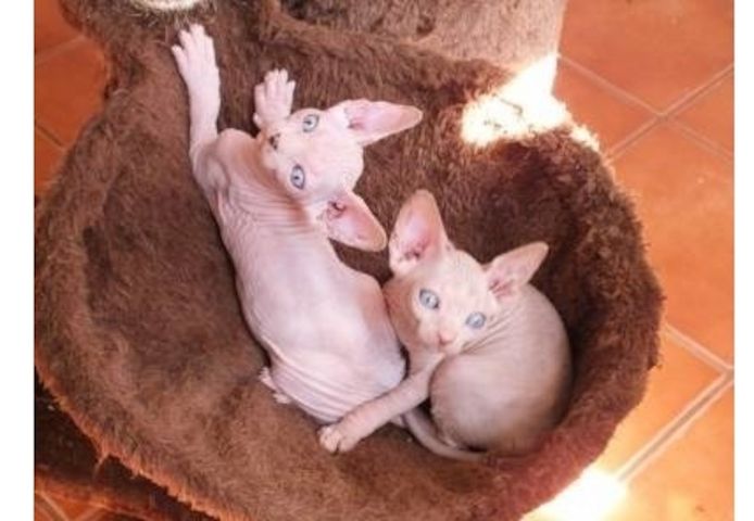 Canadian Sphynx Babys mit blauen Augen abzugeben