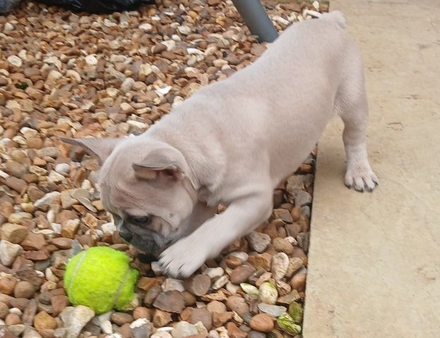 Französische Bulldogge (weiblich) abzugeben
