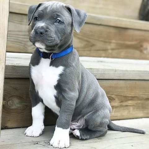 Liebliche Pitbull-Welpen suchen ein gutes Zuhause