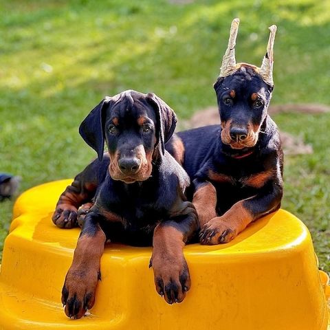 Wunderschöne Dobermann Welpen aus Familienhaltung