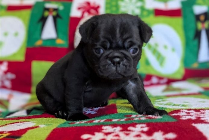 Mops-Welpen zur Vermittlung.