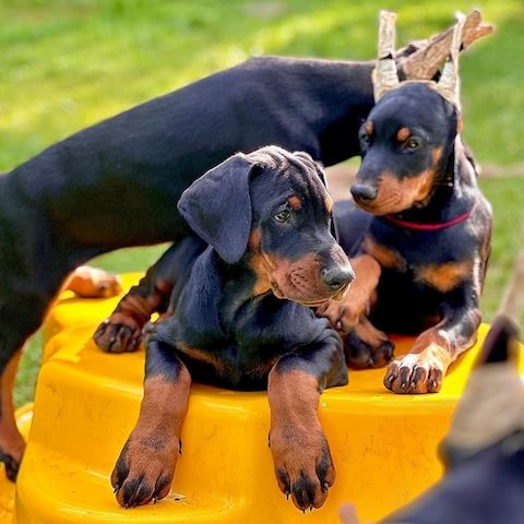 Familienfreundliche Dobermann Welpen zu verkaufen