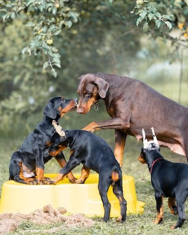 Exklusive Dobermann Welpen mit bester Pflege