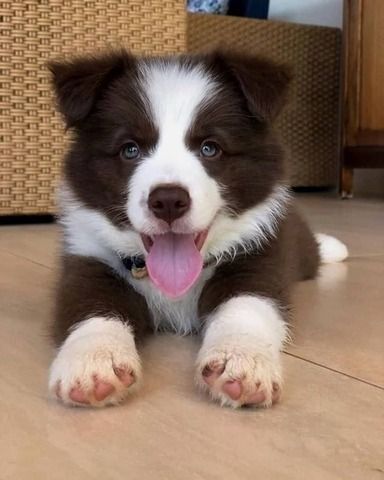 Border Collie-Welpen zu verkaufen.