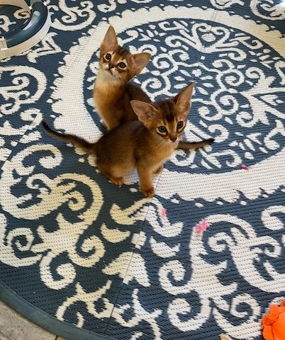 🐾 Wunderschöne reinrassige Abessinier-Kätzchen abzugeben 🐾