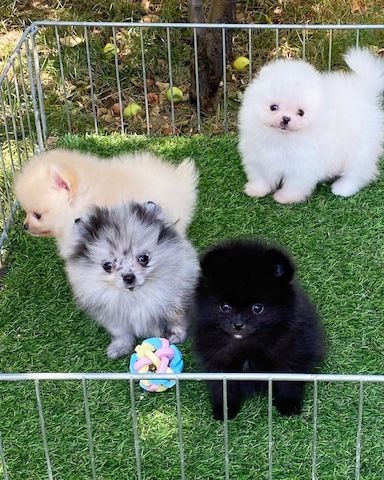 Traumhafte Zwergspitz Babys zu verkaufen