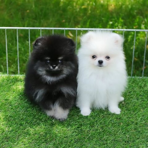 Süße Pomeranian Welpen bereit zum Verlieben