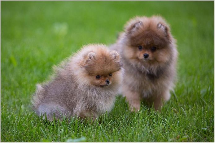 Reinrassige Pomeranian Welpen mit hervorragender Sozialisierung