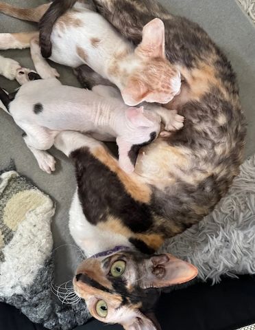 Wunderschöne Cornish Rex-Kätzchen