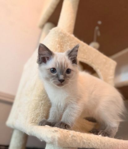 wunderschöne Ragdoll-Kätzchen