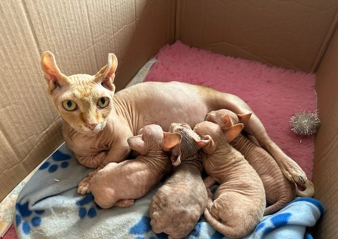 Kanadische Sphynx-Kätzchen