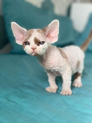 Devon Rex-Kätzchen
