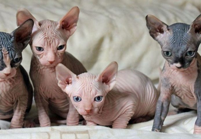 Canadian Sphynx Babys mit blauen Augen abzugeben