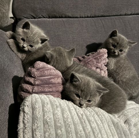 BKH Kitten Reinrassig (Abgabebereit)
