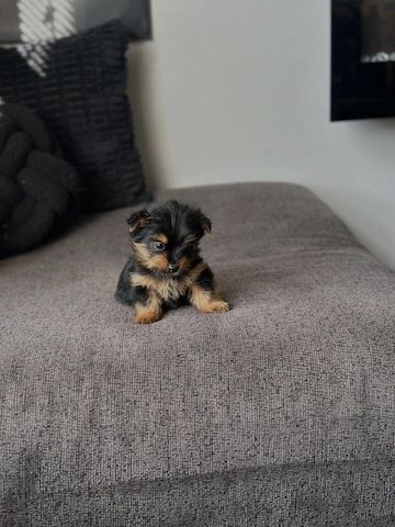 Yorkshire Terrier