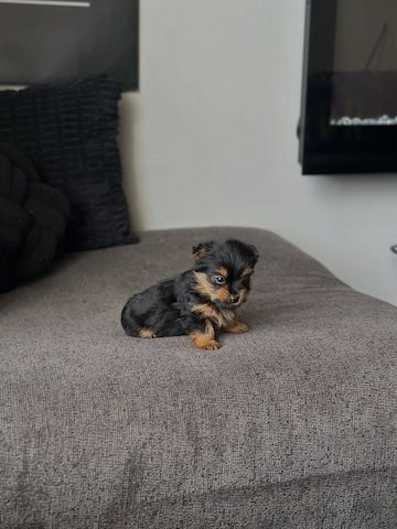 Yorkshire Terrier