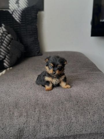 Yorkshire Terrier