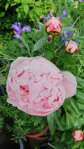 Pfingstrose „Sarah Bernhardt“