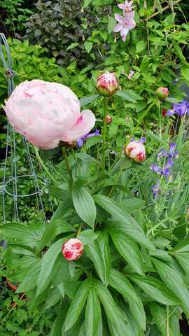 Pfingstrose „Sarah Bernhardt“
