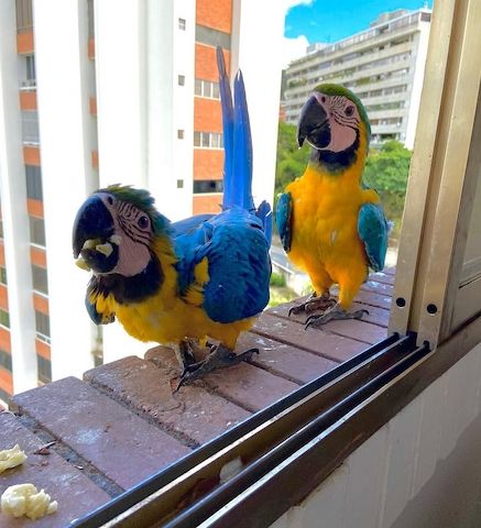 Macaw parrot