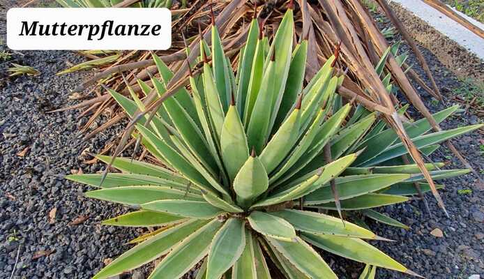 Agave Variegata