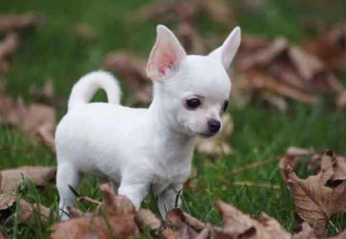 Reinrassige Chihuahua-Welpen zu verkaufen.