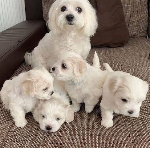 Maltese puppy