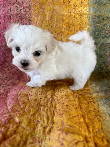 Maltese puppy