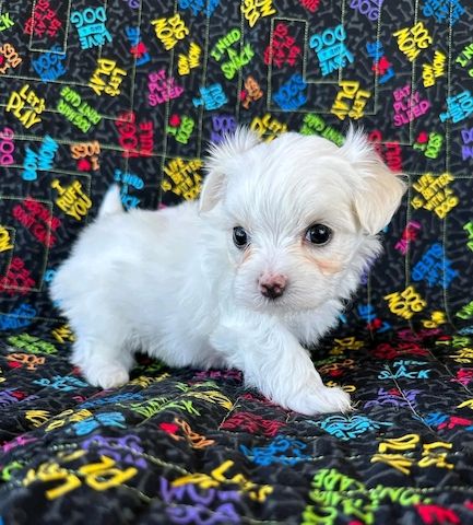 Maltese puppy