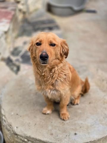 Charlotte (Schon auf Pflegestelle in Deutschland :)