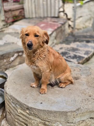 Charlotte (Schon auf Pflegestelle in Deutschland :)