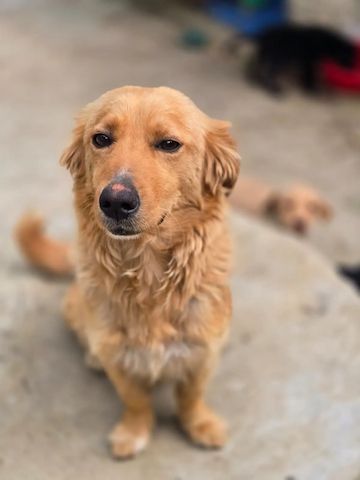 Charlotte (Schon auf Pflegestelle in Deutschland :)