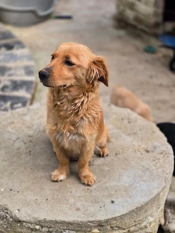 Charlotte (Schon auf Pflegestelle in Deutschland :)