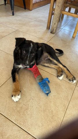 Welpe Romina (Auch Pflegestelle gesucht)