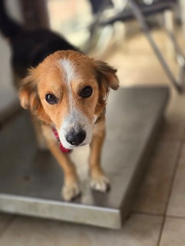 Balu