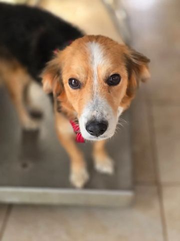 Balu