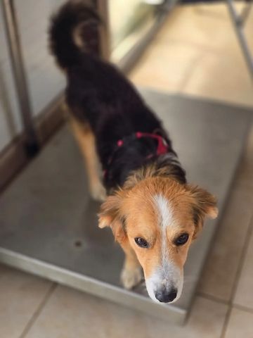 Balu