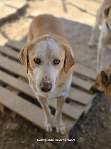 Samu