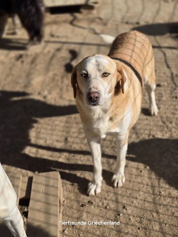 Samu