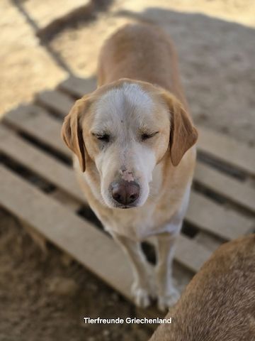 Samu