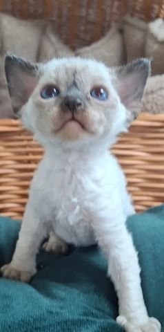 Wunderschöne Devon Rex-Kätzchen